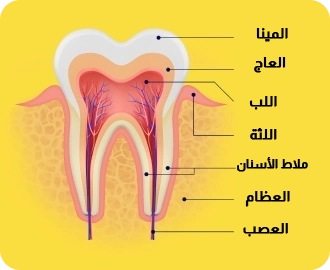 رسم توضيحي للسن