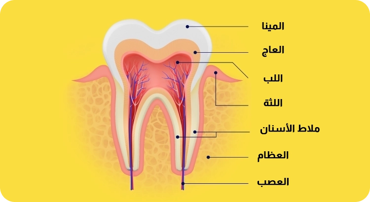 رسم توضيحي للسن